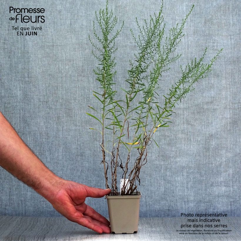 Aster ericoides Schneetanne 8/9 cm pot sample as delivered in summer