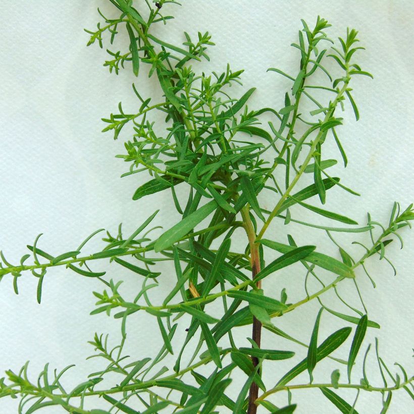 Aster ericoïdes f. prostratus Snow Flurry (Foliage)