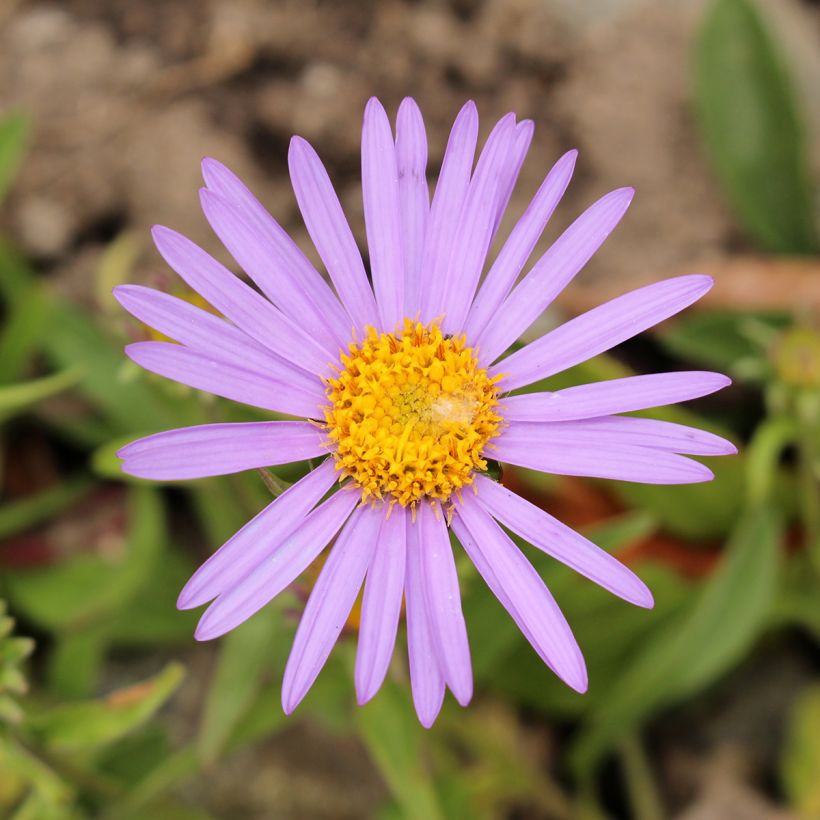 Aster farreri (Flowering)