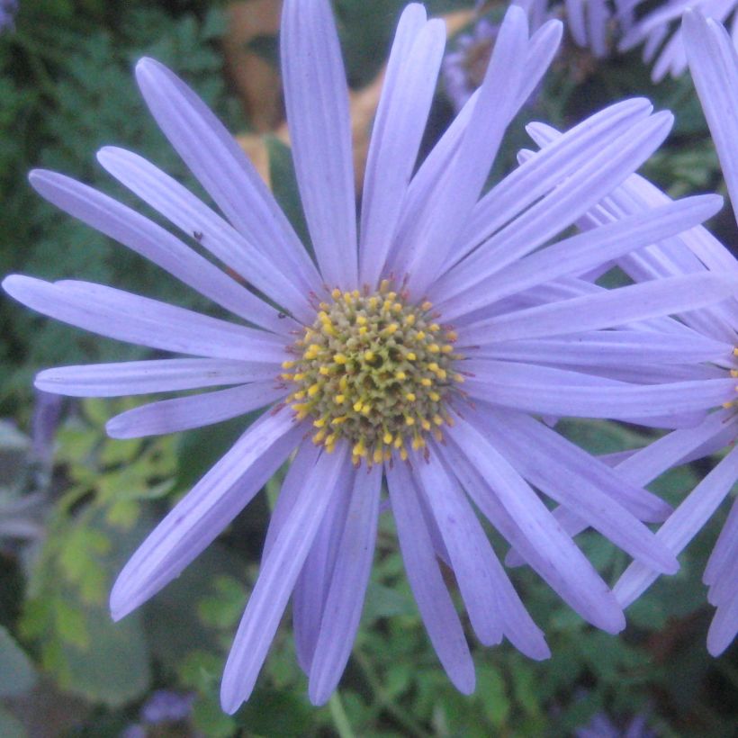 Aster frikartii Floras Delight (Flowering)