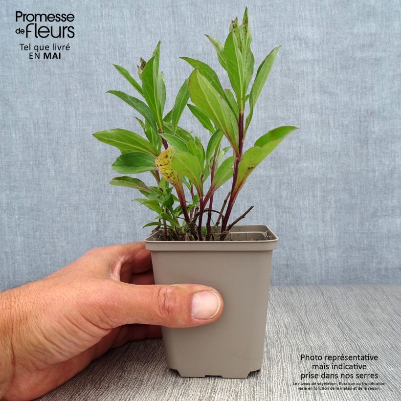 Aster frikartii Floras Delight 8/9 cm pot sample as delivered in spring