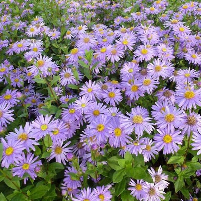 Aster frikartii Jungfrau (Foliage)