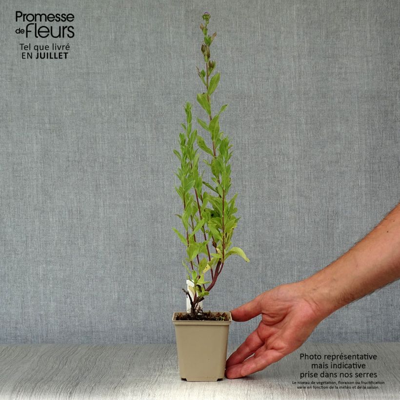 Aster frikartii Jungfrau 8/9 cm pot sample as delivered in summer