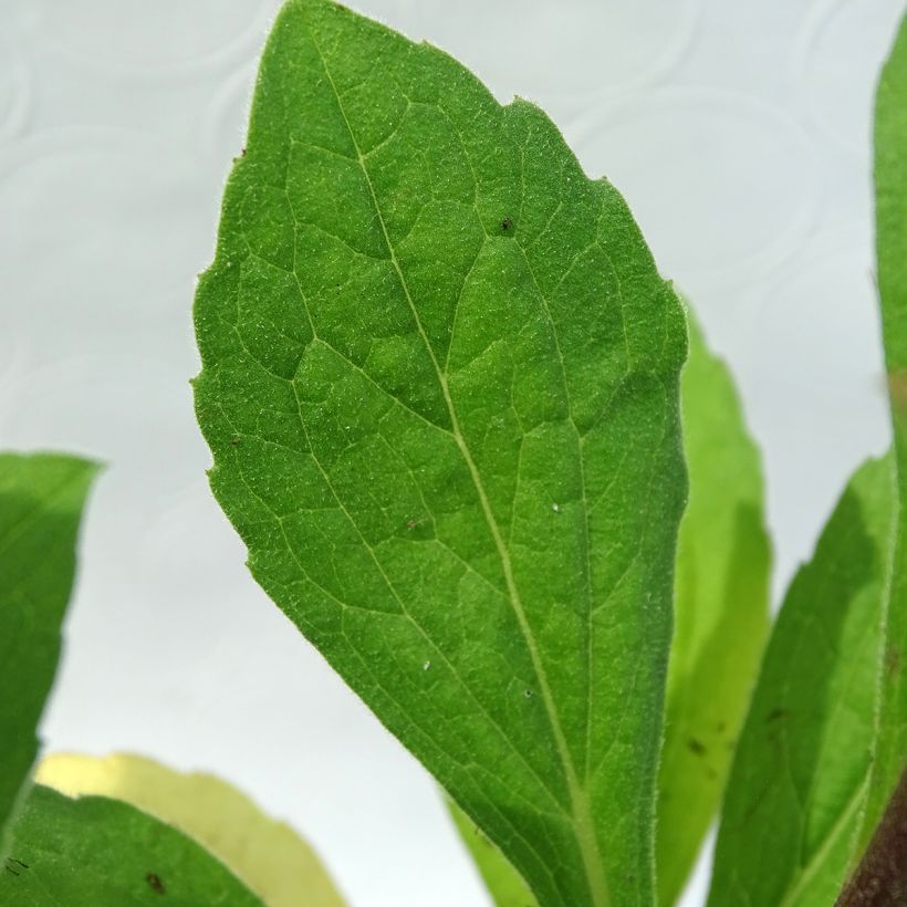 Aster frikartii Mönch (Foliage)