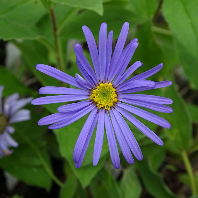 Aster frikartii Wunder von Stäfa (Flowering)