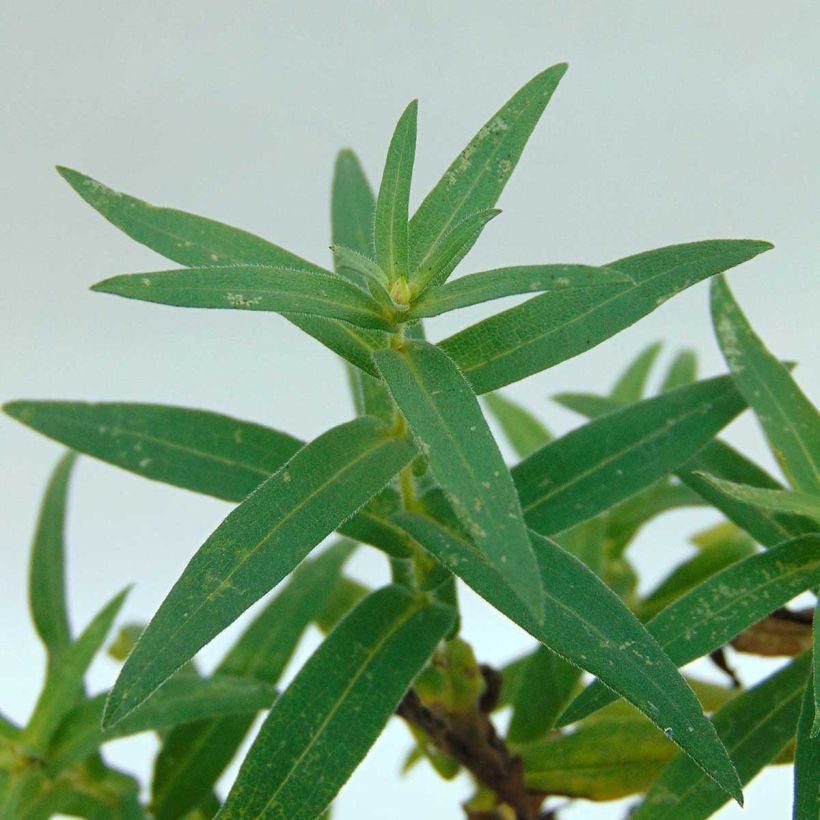 Aster novae-angliae Ann Leys (Foliage)