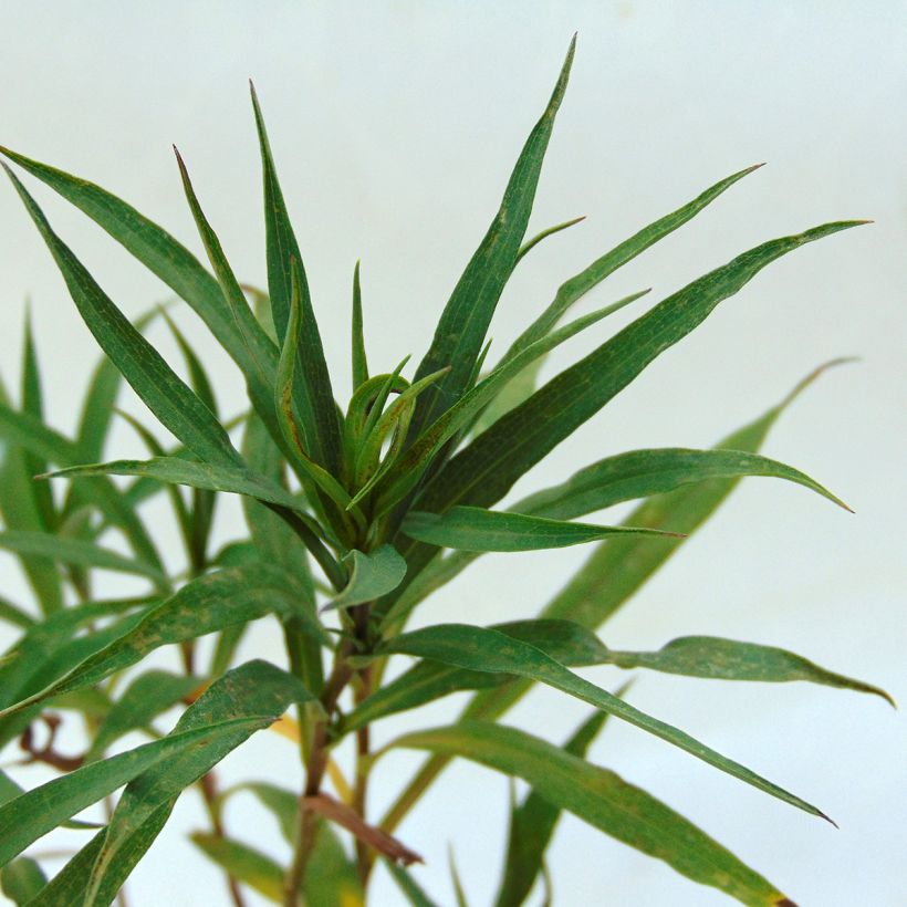 Aster Ochtendgloren (Foliage)