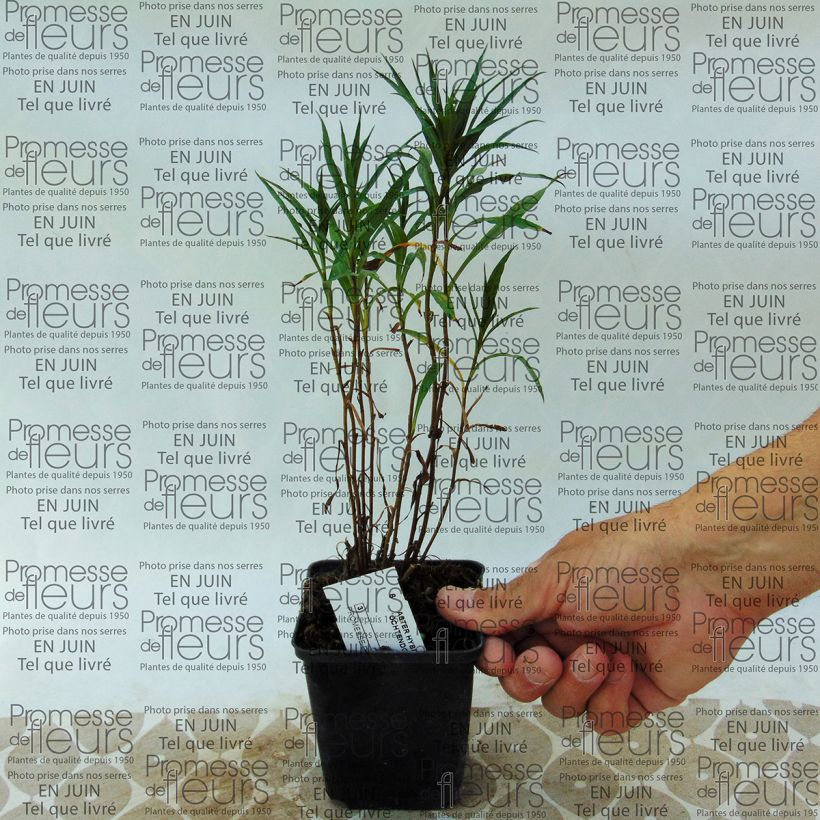 Example of Aster Ochtendgloren 8/9 cm pot specimen as delivered