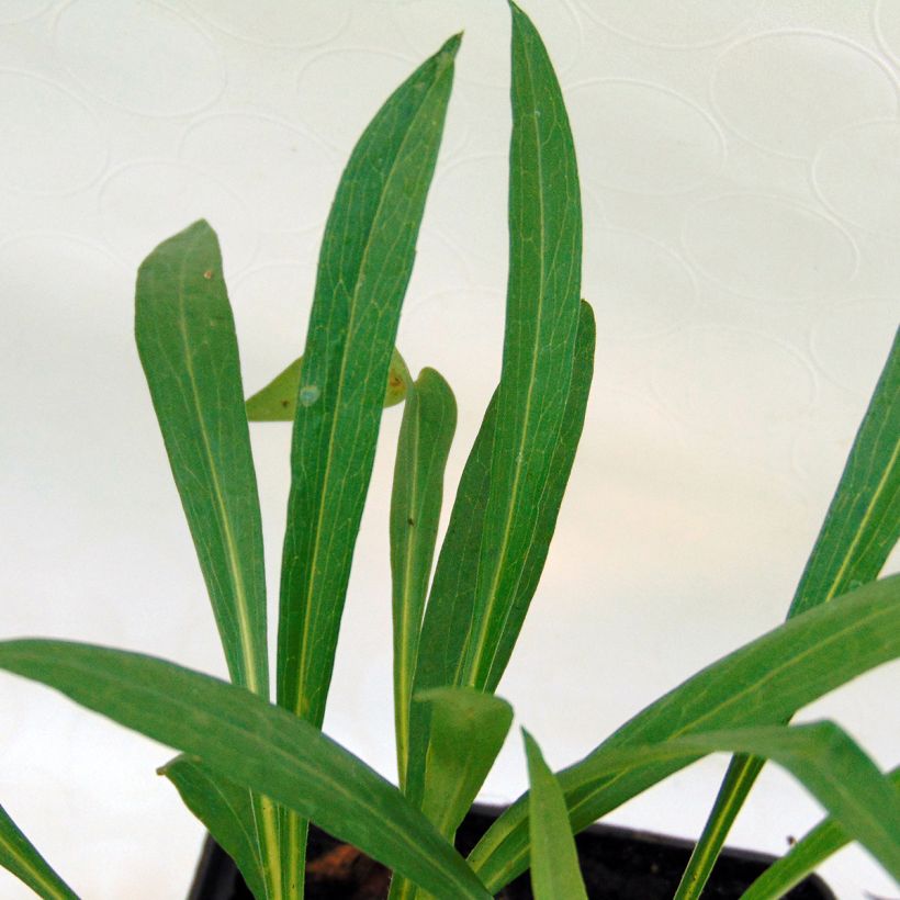 Aster Pink Star (Foliage)