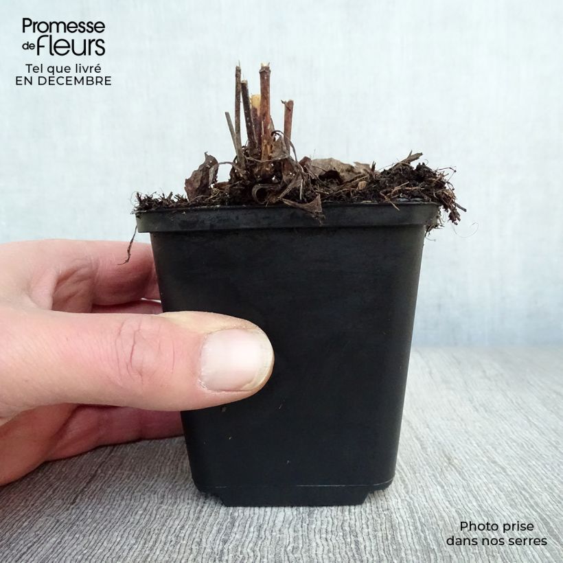Aster laevis - Giant Autumn Aster 8/9 cm pot sample as delivered in winter