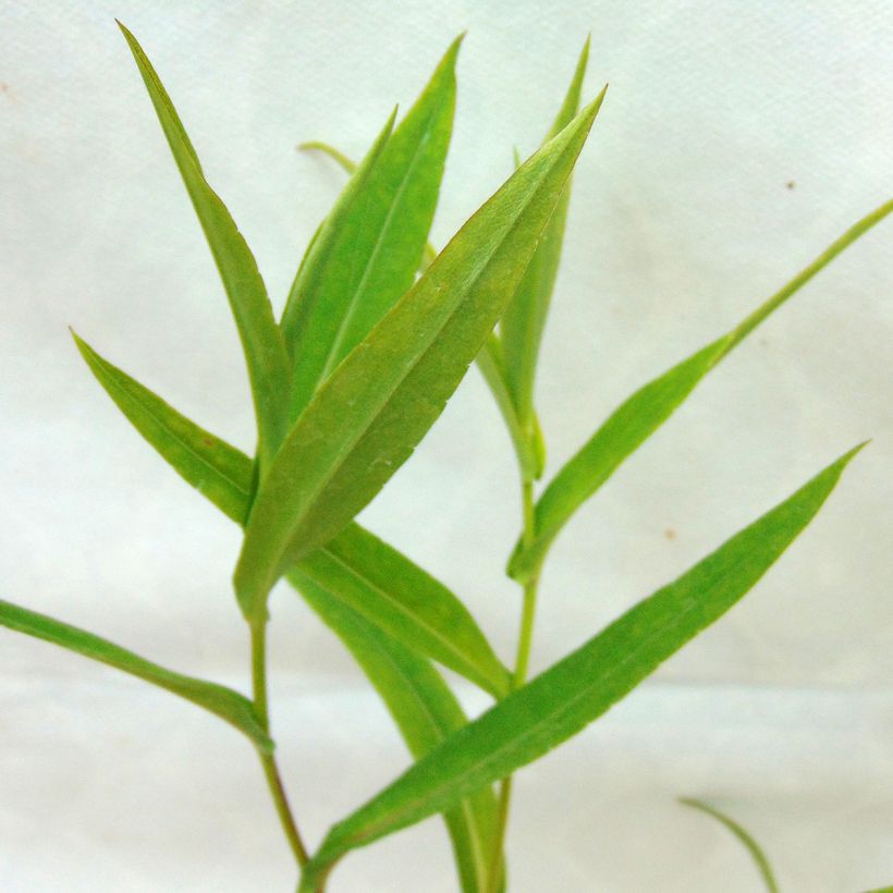 Aster laevis - Giant Autumn Aster (Foliage)