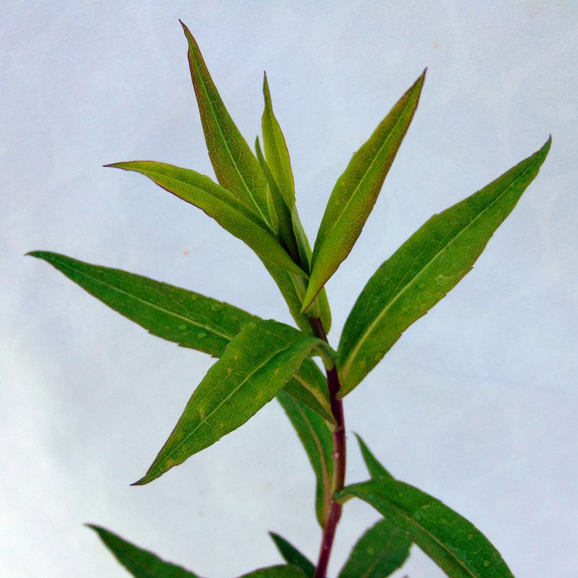 Aster lateriflorus Chloe (Foliage)