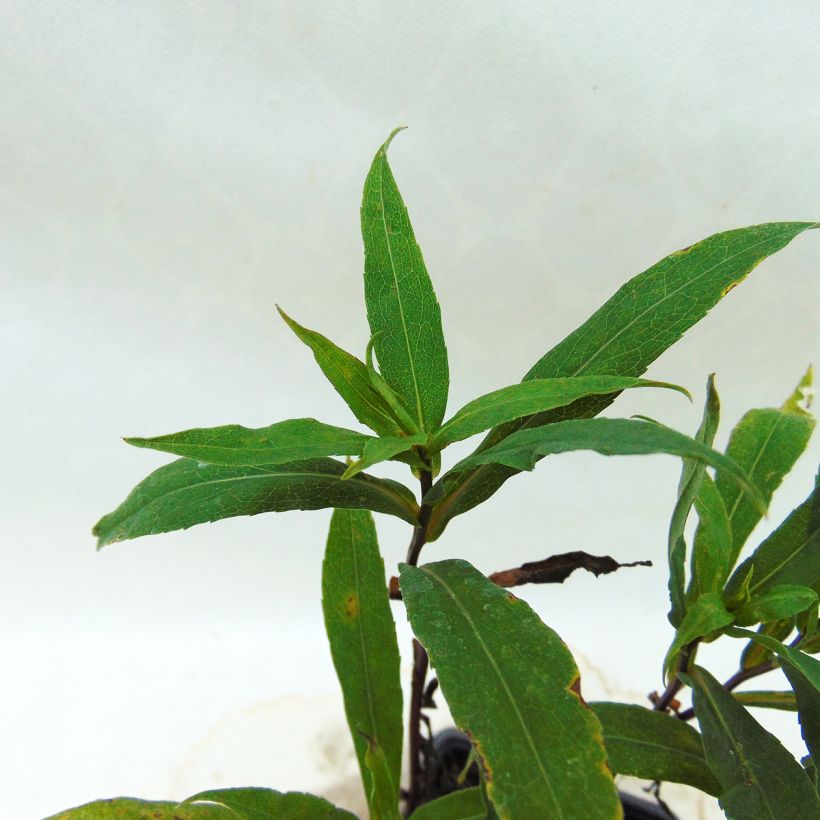 Aster lateriflorus Coombe Fishacre (Foliage)