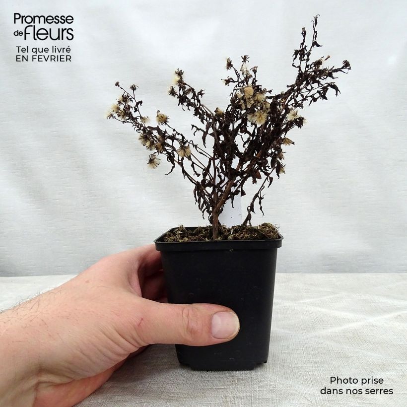 Aster lateriflorus Coombe Fishacre 8/9 cm pot sample as delivered in winter