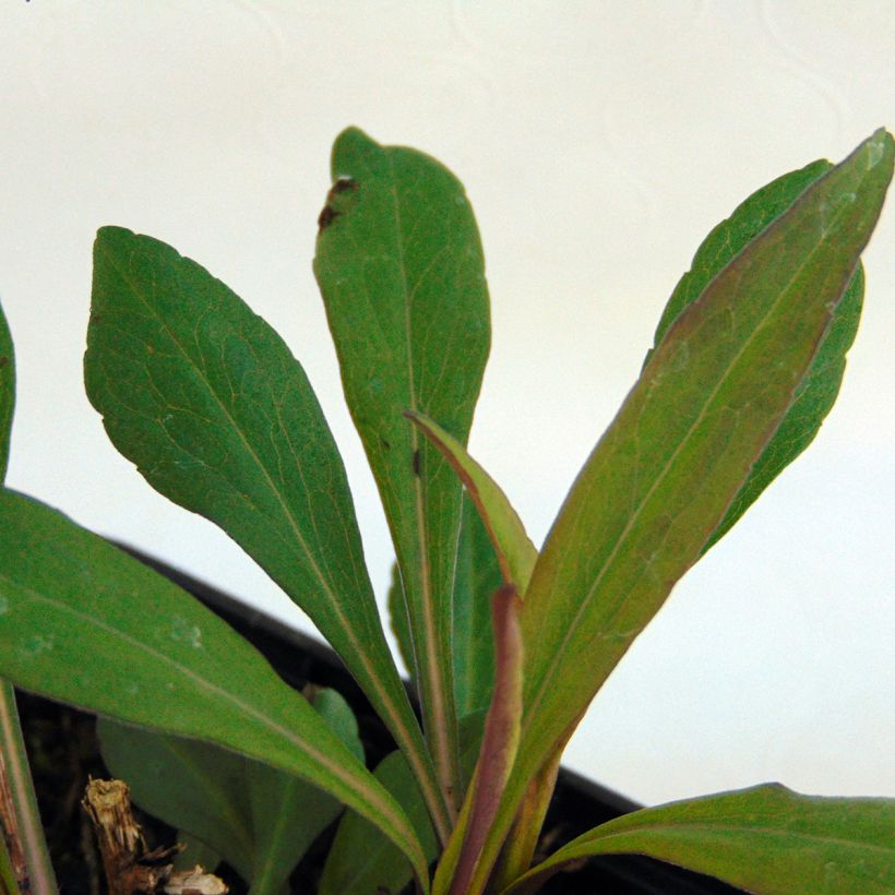 Aster lateriflorus Horizontalis (Foliage)