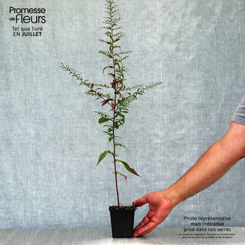 Aster lateriflorus Horizontalis 8/9 cm pot sample as delivered in summer