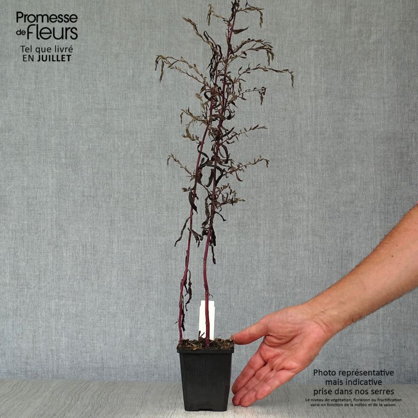 Aster lateriflorus Lady In Black 8/9 cm pot sample as delivered in summer