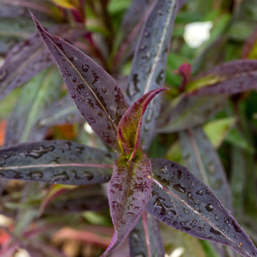 Aster lateriflorus Lady In Black (Foliage)