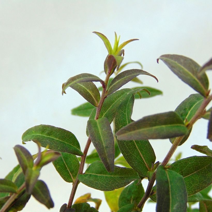 Aster lateriflorus Prince (Foliage)