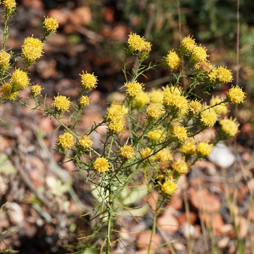 Aster linosyris (Flowering)