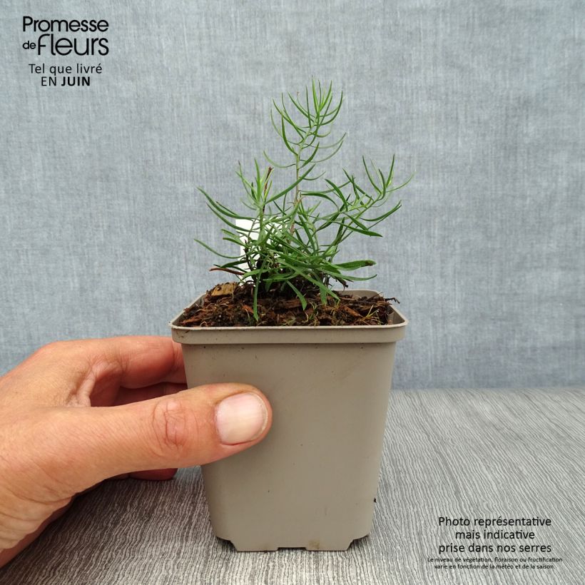 Aster linosyris 8/9 cm pot sample as delivered in summer