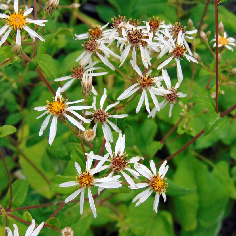 Aster macrophyllus (Flowering)