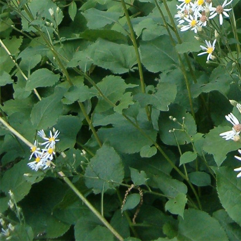 Aster macrophyllus Albus (Foliage)
