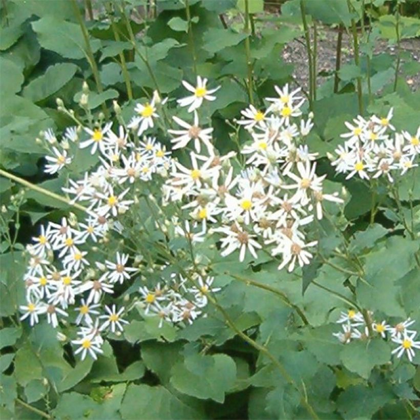 Aster macrophyllus Albus (Flowering)