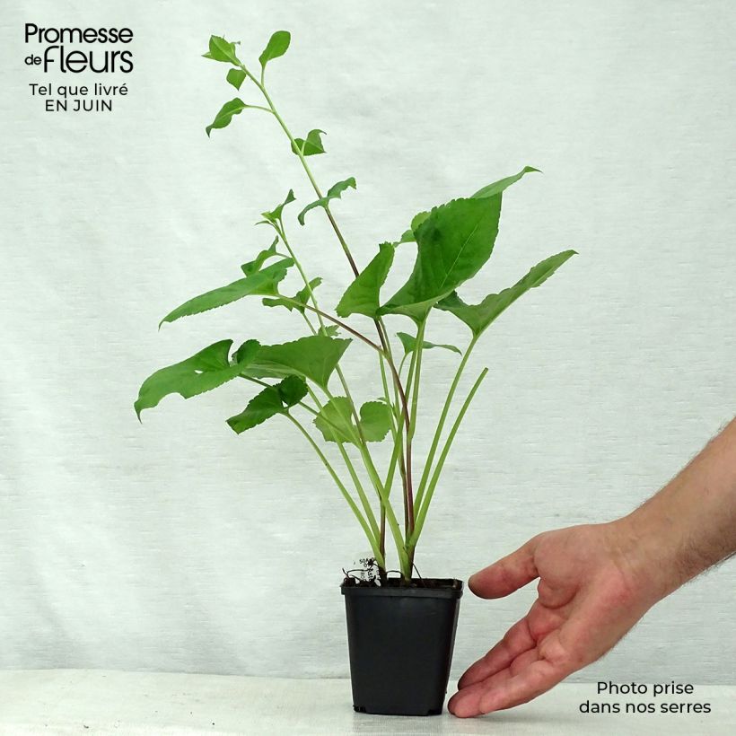 Aster macrophyllus 8/9 cm pot sample as delivered in summer