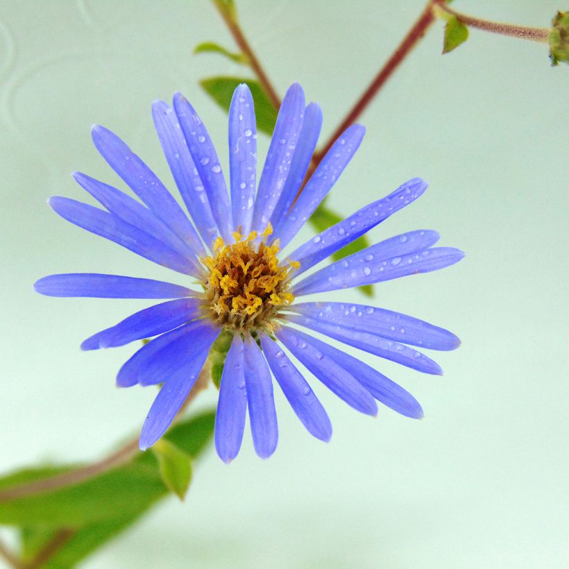 Aster macrophyllus Twilight (Flowering)