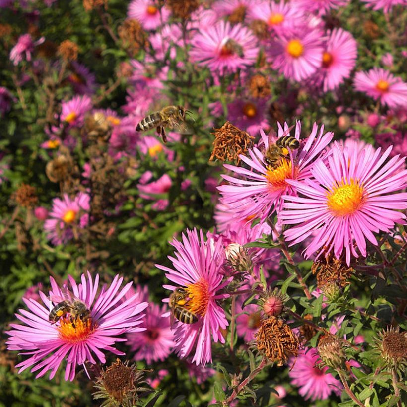 Aster novae-angliae Andenken an Paul Gerber (Flowering)