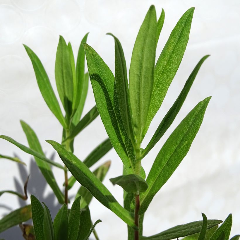 Aster novae-angliae Andenken an Paul Gerber (Foliage)