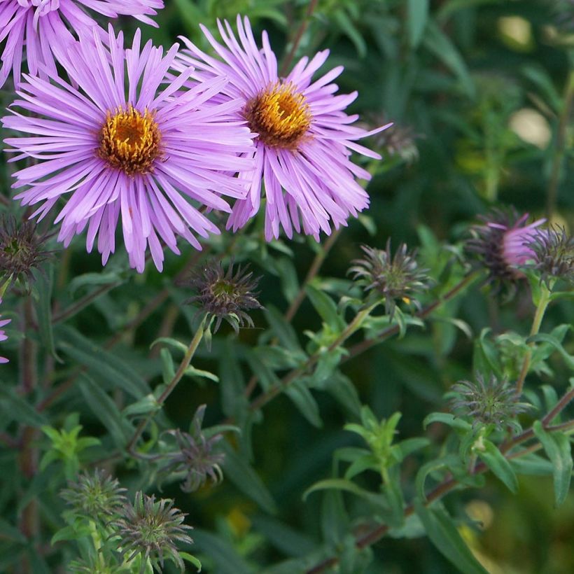 Aster novae-angliae Barrs Pink (Foliage)