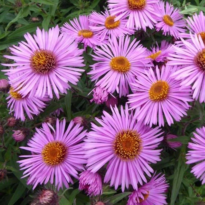 Aster novae-angliae Barrs Pink (Flowering)