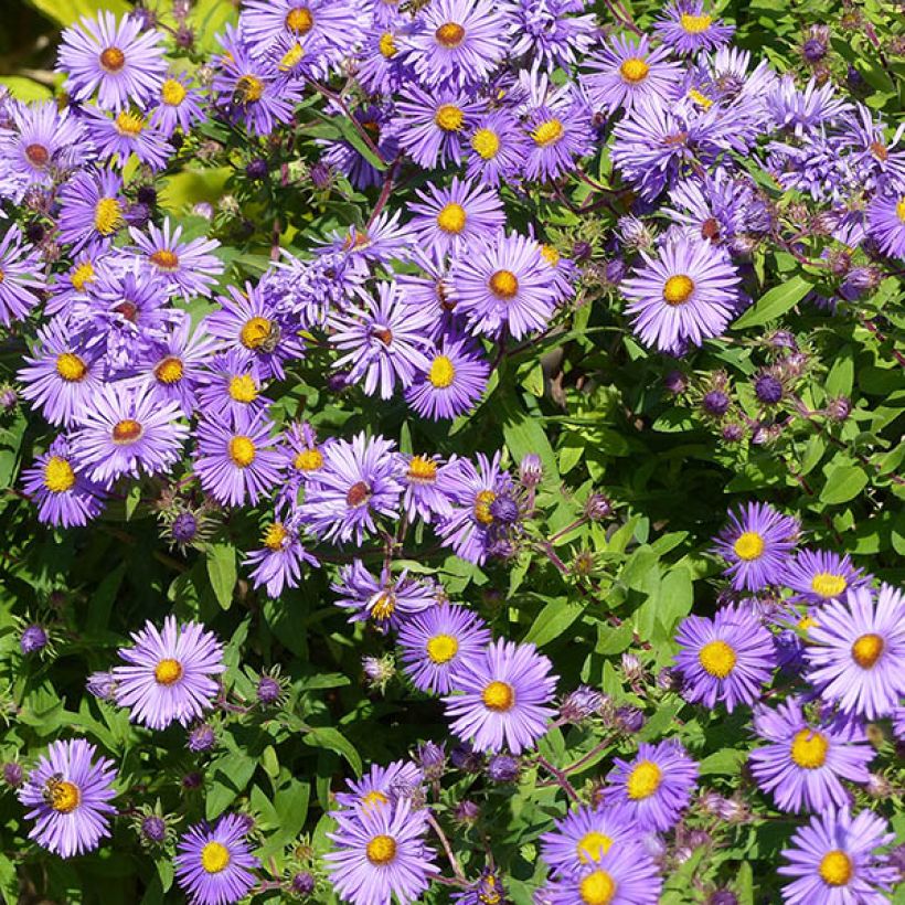 Aster novae-angliae Barrs Blue (Flowering)