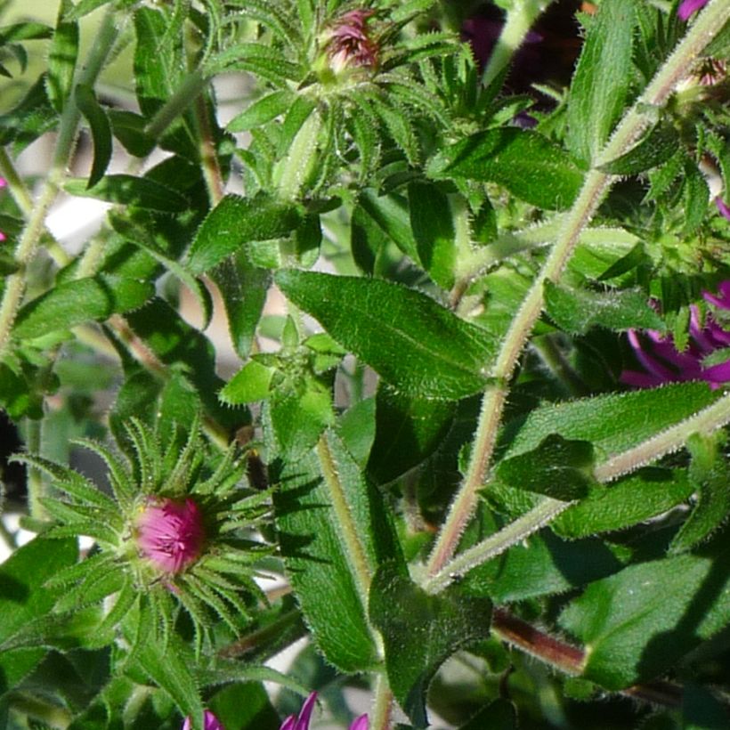 Aster novae-angliae Constanz (Foliage)