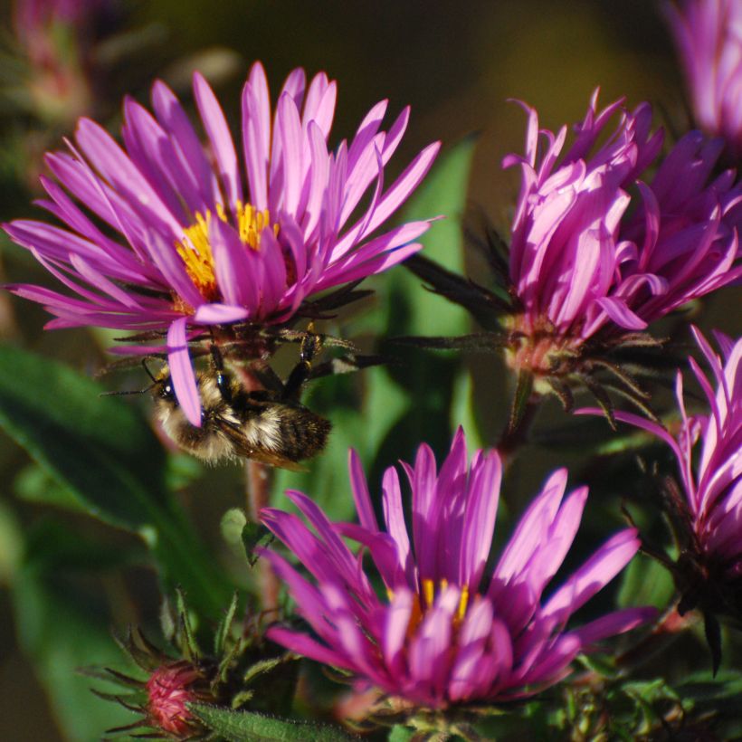 Aster novae-angliae Constanz (Flowering)