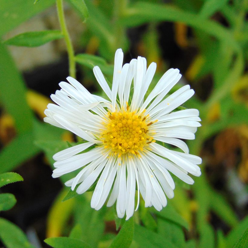 Aster novae-angliae Herbstschnee (Flowering)