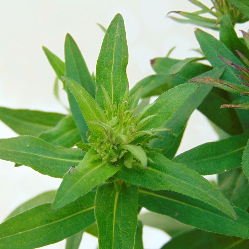 Aster novae-angliae Purple Dome (Foliage)