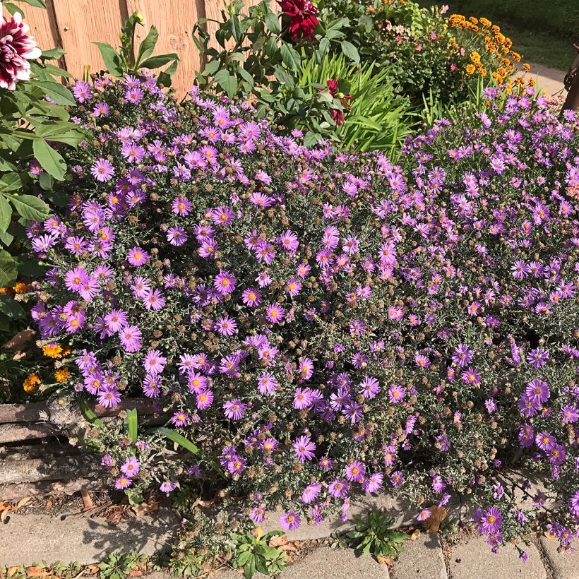 Aster novae-angliae Purple Dome (Plant habit)