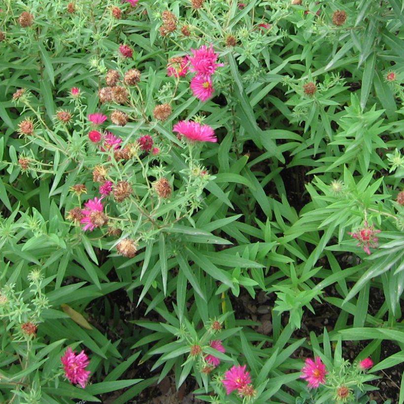 Aster novae-angliae Rosanna (Plant habit)