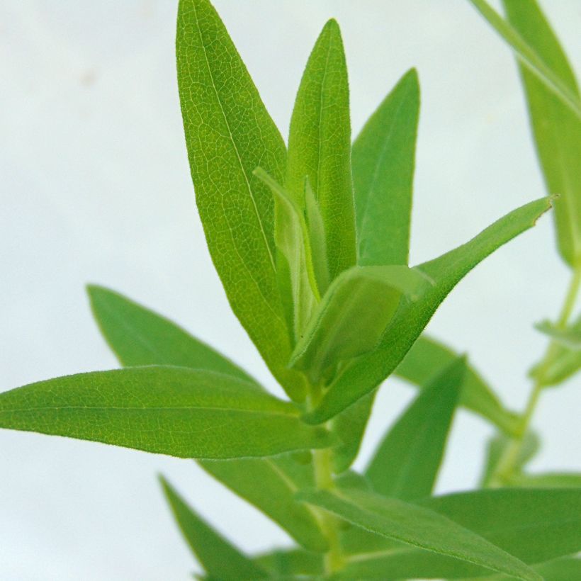 Aster novae-angliae Septemberrubin (Foliage)