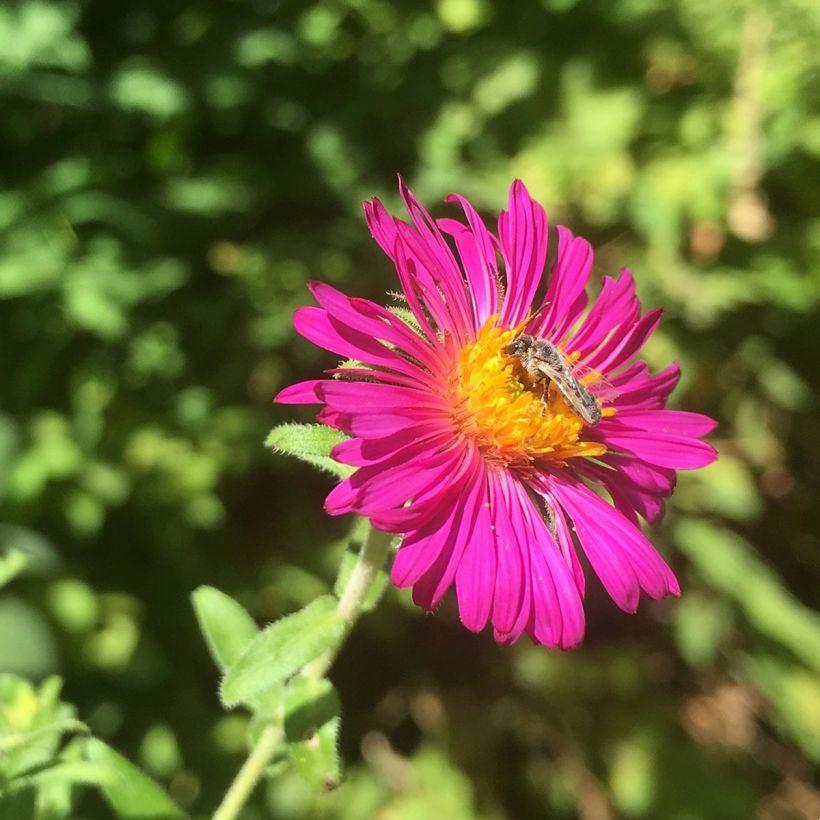 Aster novae-angliae Septemberrubin (Flowering)