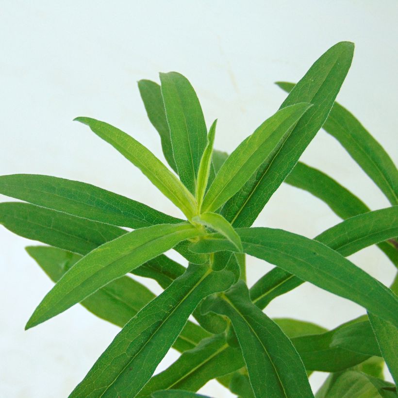 Aster novae-angliae Violetta (Foliage)