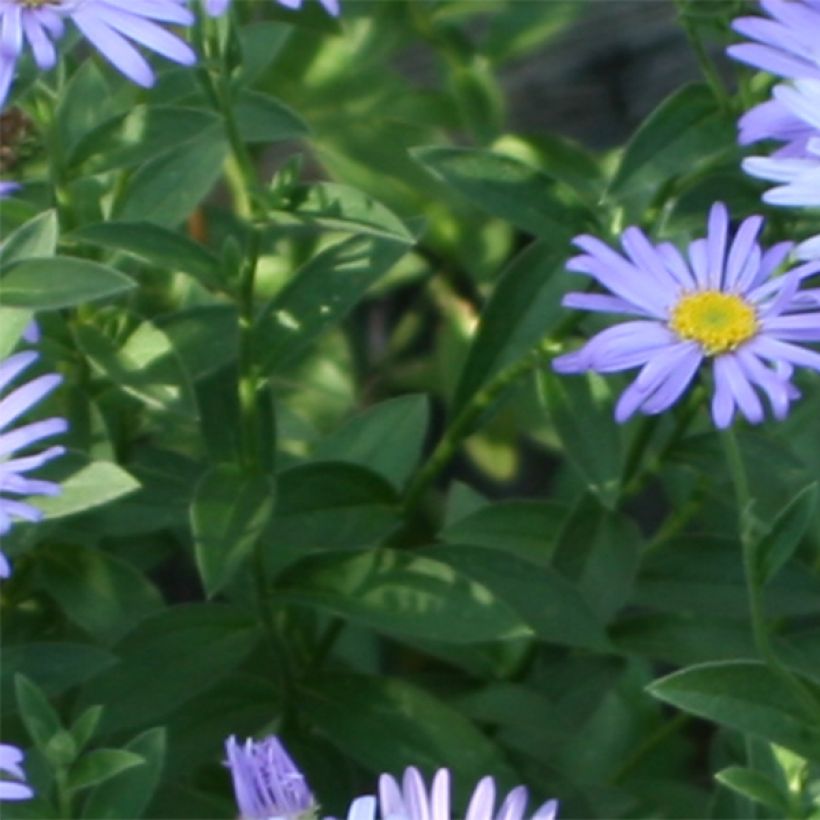 Aster novi-belgii Audrey (Foliage)