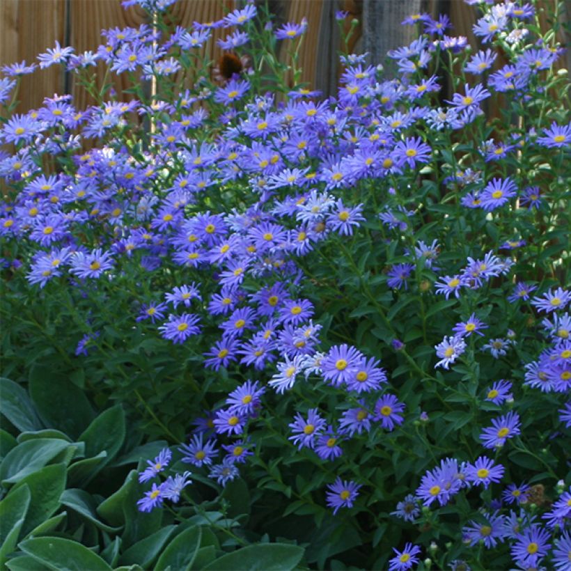 Aster novi-belgii Audrey (Flowering)