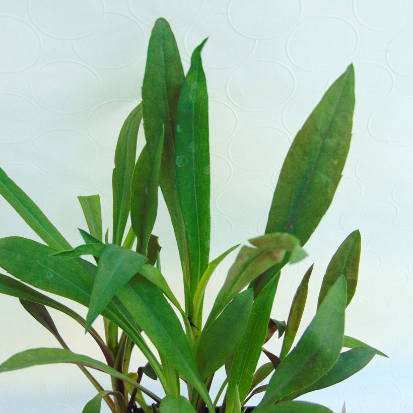 Aster novi-belgii Crimson Brocade (Foliage)