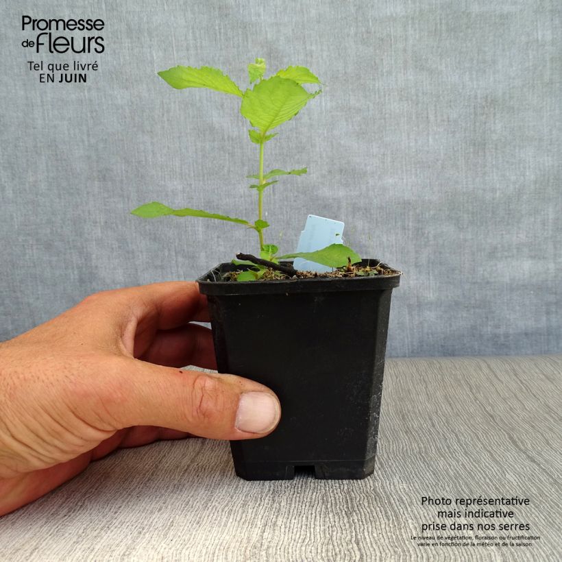 Aster novi-belgii Dauerblau 8/9 cm pot sample as delivered in summer
