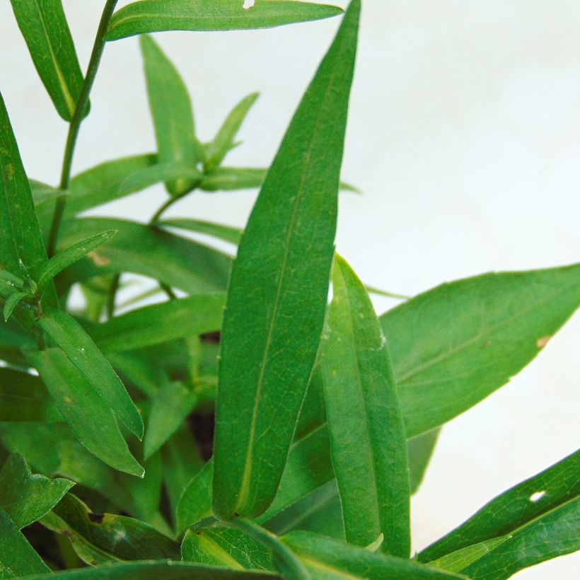 Aster novi-belgii Eventide (Foliage)