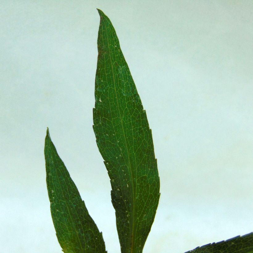 Aster novi-belgii Flamingo (Foliage)